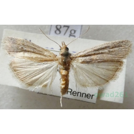 Gymnancyla hornigii (Lederer, 1852) Czech87g